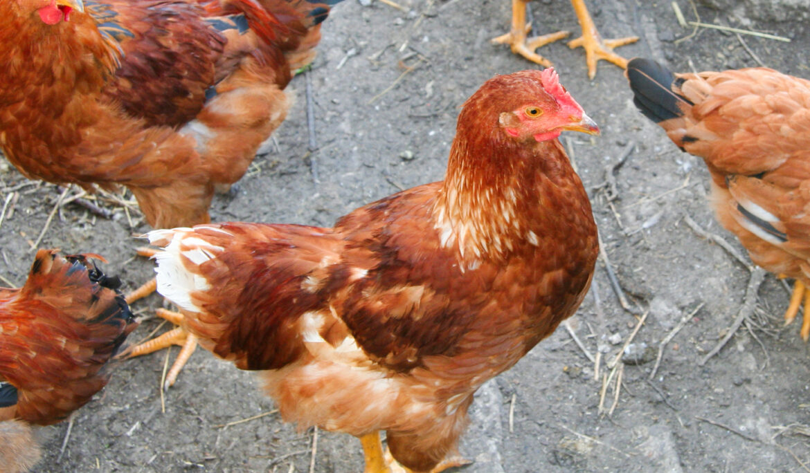 Jollibee Foods Corporation to Source Only Cage-Free Eggs Globally
